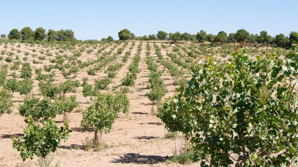 pistacho|pistacho|pistachos-b